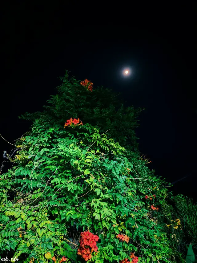 #حديثة_الانبار #fyp #moonlight #طبيعة #ترند
