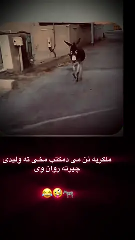#پشتون_تاجیک_هزاره_ازبک_زنده_باد🇦🇫 #vi😂🙈🤪#viral_video #foryoupage❤️❤️ #viralvideos 