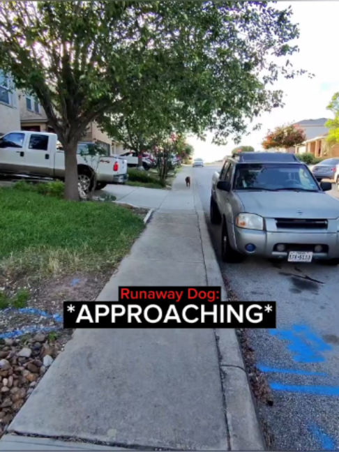 When a Delivery Driver Makes a New Friend…