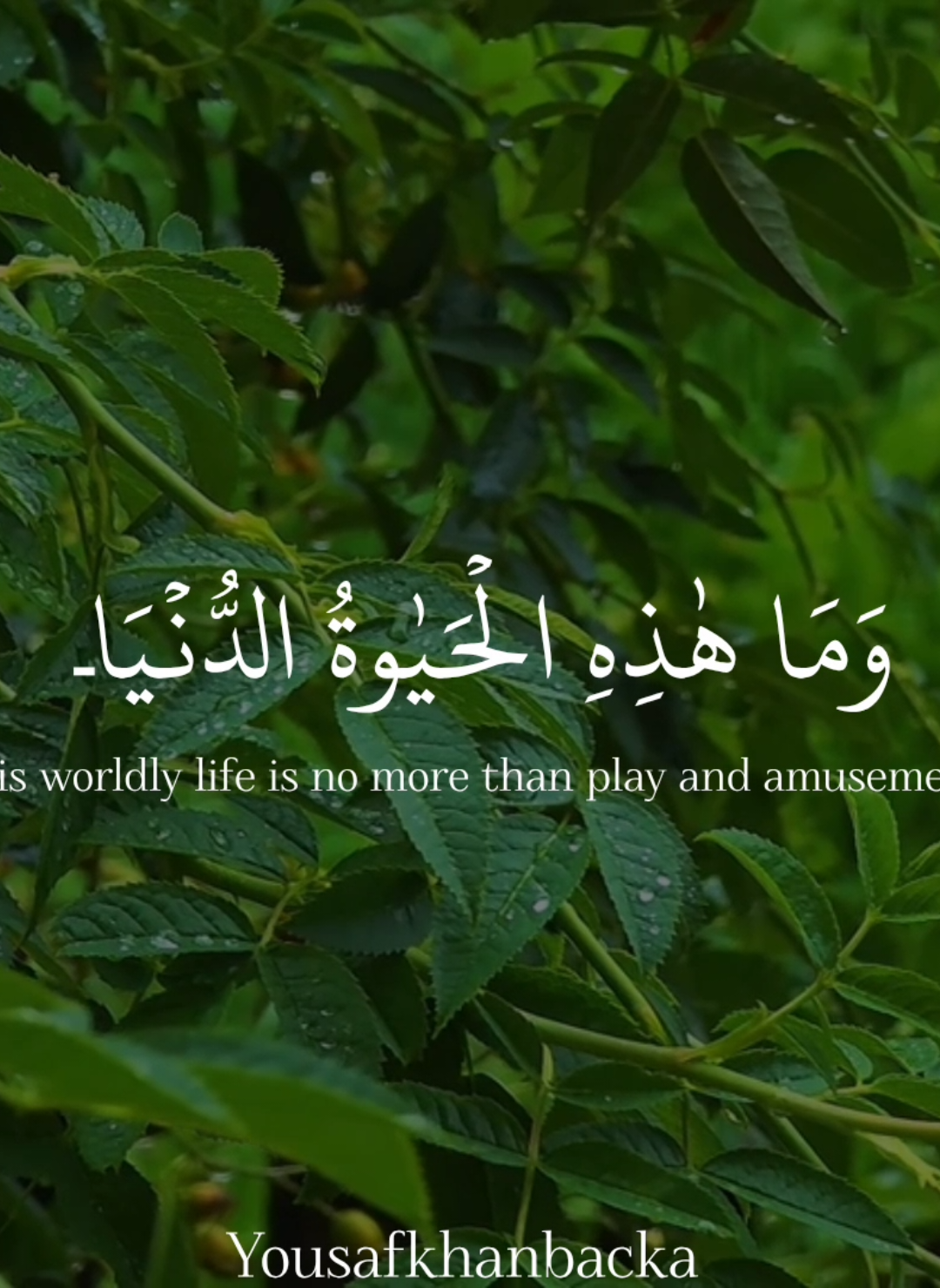 #عبدالرحمن_مسعد #quran 