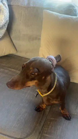100% Wiener, 100% top knot 🤣🐶 #dachshund #sausagedog #funnydog #fyp #dogsoftiktok 