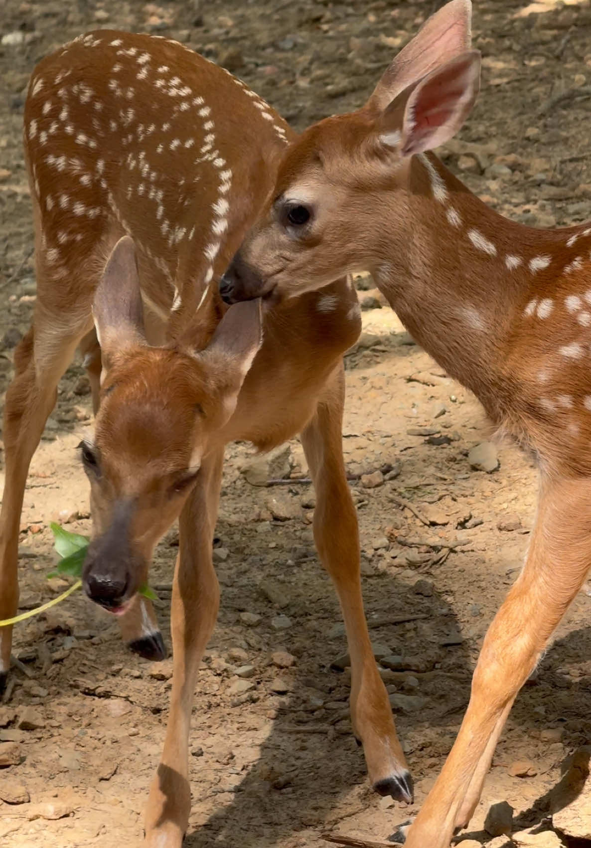 Nibbling twin baby deer 🦌🥰 #whitetail #whitetaildeer #deer #fawn #babydeer 