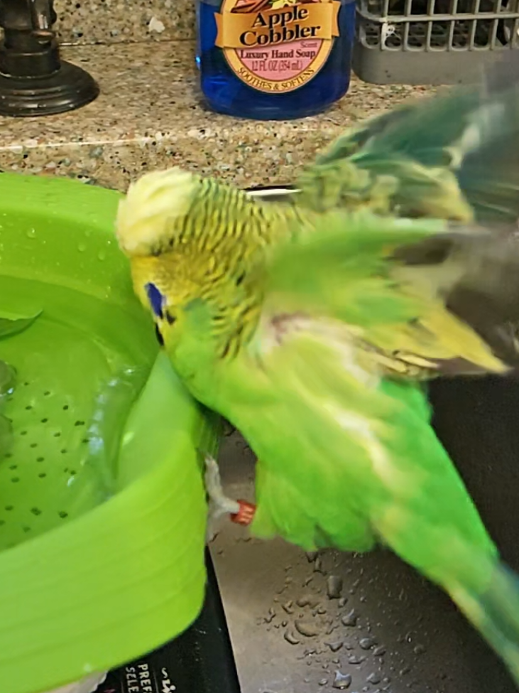 morning friends.  #fyp #petlove #slomo #funny #birdsoftiktok 