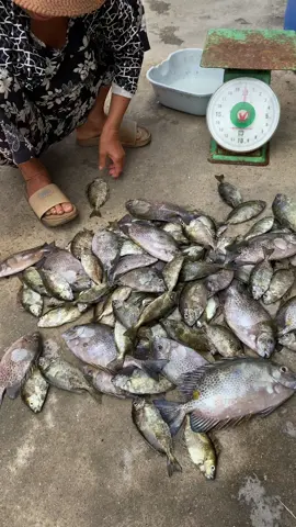 câu cá dìa và dò mồi bột