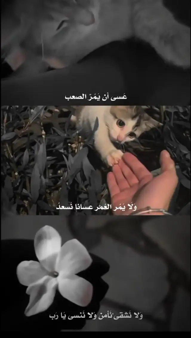 #اكتب_شيء_تؤجر_عليه🌿🕊 #اعادة_نشر🔁 #فضلا_وليس_امرا_وشكرا_للجميع___🙂💚 #محضوره_من_الاكسبلور_والمشاهدات #تفاعلكم 