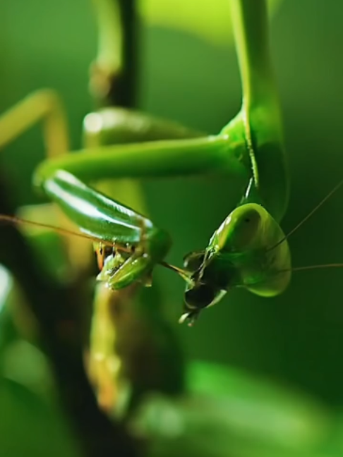 OMG EVEN HE HAS ….. HIS HEAD,BUT HE HASN’T GIVEN UP ON MATING. #animals #animalworld #mantis ｜ Animal Documentary