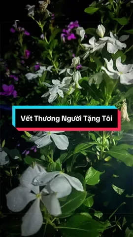 ……….. #nhachaymoingay  #xuhuong2025  #nhactamtrang  #foryou  #fyp 