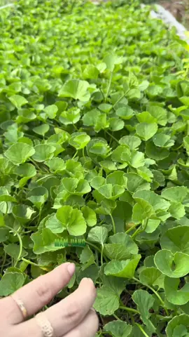 Rau má đồng ngon quá, trồng một ít quanh nhà là có cắt ăn hoài luôn nha anh chị #hatgiong #hatgiongmamvang #lamvuon #trongrautainha #raumadong 