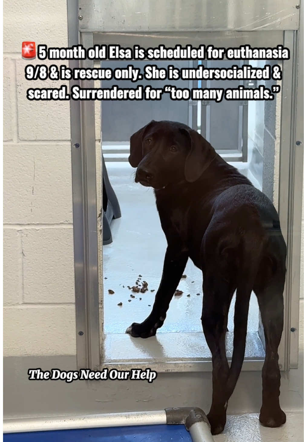 🚨ELSA SCHEDULED FOR EUTHANASIA 9/8 FOR BEING UNDERSOCIALIZED🚨 5 month old Elsa is an adorable Lab/Doberman mix who was surrendered with her sister, Anna, for “too many animals to care for.” 💔 Both girls were born at home & lived with adults and 5 other dogs, but they had very little exposure to the world outside of that environment. Elsa spent part of her time inside when owners were home & part outside or in the garage. She has never been around kids, cats, unfamiliar dogs, or strangers before now. Now she’s in a shelter environment surrounded by unfamiliar people, sights, & sounds, and she is absolutely terrified. Elsa is the more fearful of the two sisters. She won’t take treats from someone’s hand, is frightened when approached, and runs to the back of her kennel & barks when someone comes toward her. She isn’t showing the playful, affectionate, energetic puppy she may be once she feels safe. She has also developed a URI & is currently on medication. Elsa doesn’t need to be labeled as a bad dog because she’s scared. She needs someone who understands that a puppy who has barely experienced the world is going to need TIME, PATIENCE, & CONSISTENCY to learn that people are safe. ❤️ She should not lose her life simply because she didn’t receive enough socialization during her first few months. 🚨Elsa needs a RESCUE COMMITMENT & FOSTER by 9/8 to save her life.🚨 She needs a rescue willing to back her & a patient foster who will give this frightened baby the time she needs to decompress, build confidence, & finally become the puppy she was meant to be. 🙏🏻 Please share her everywhere.  ——— Elsa #26-0673D • Female, Lab/Doberman mix • 5 months old • Intake 8/25/26 • URI, currently on medication • Available for rescue only — rescue will need a foster 📍Richardson Animal Shelter 1330 Columbia Dr. Richardson, TX 75081 📧 Rescue Tags: luiscarlos.deleon@cor.gov AskRichardsonAnimalServices@cor.gov ‼️The Dogs Need Our Help is a 1 volunteer-run networking page‼️