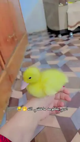 #الشعب_الصيني_ماله_حل😂😂 #وين_فطومه😂🤭 