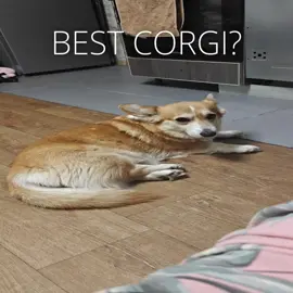 BEST CORGI EDIT ? | CORGI | PET | EDIT #edit #pet #pyf #fyp #pyfviral #fypviral #corgi #spammask #spammaskedit