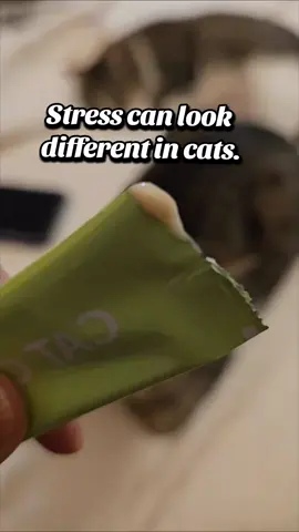 Doctor By Cat Calming is a lickable cat supplement with Lactium and L-Tryptophan, made to support a calmer mood during everyday stress. The easy squeeze-and-serve format makes it simple to add to your cat’s routine. #DoctorByCat #catcalming #catstressrelief #catsupplements  #catwellness