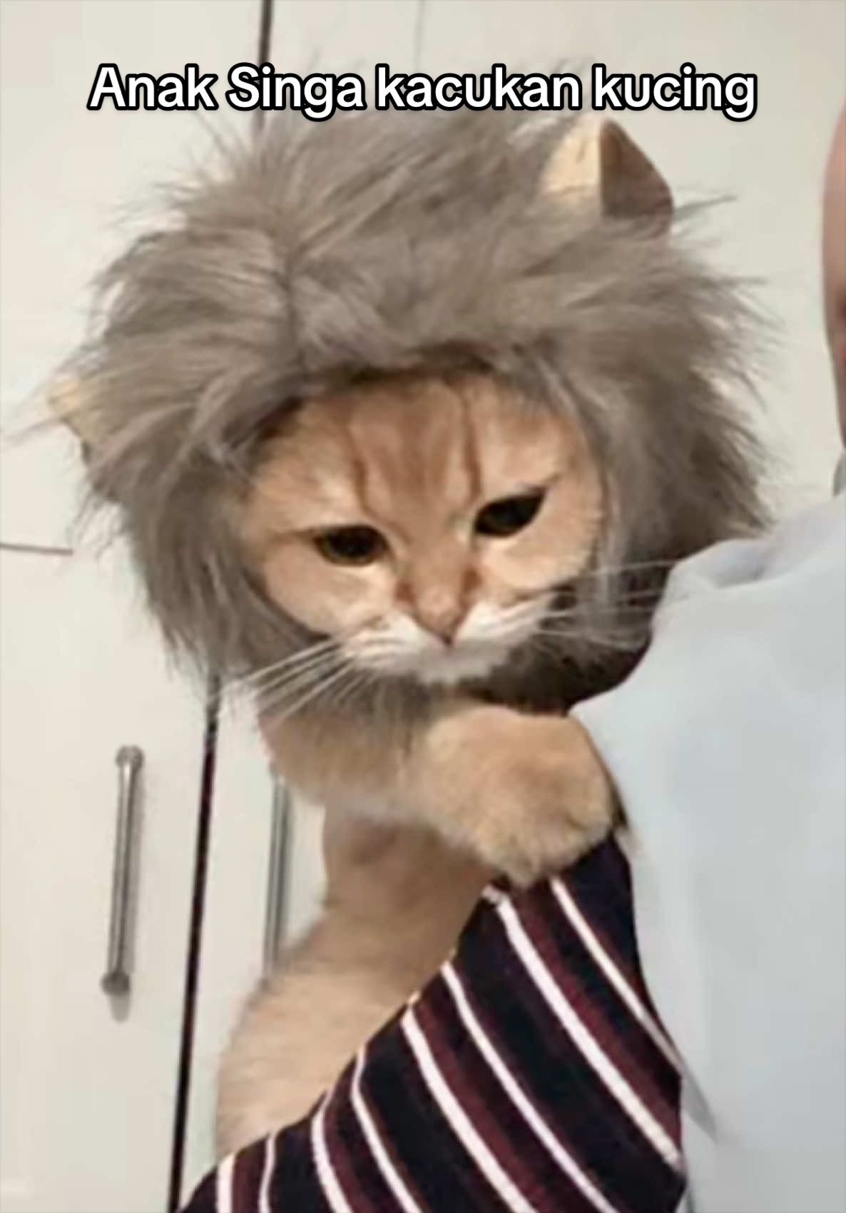 Kawan baru simba 🦁😂 #lionking #bsh #cutecat #babylion #kucing