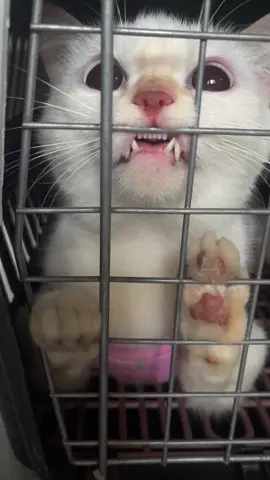 Kapon na si Cali finally. #spayedcat #kaponangsolusyon #catlovers #catsoftiktok #catspay 
