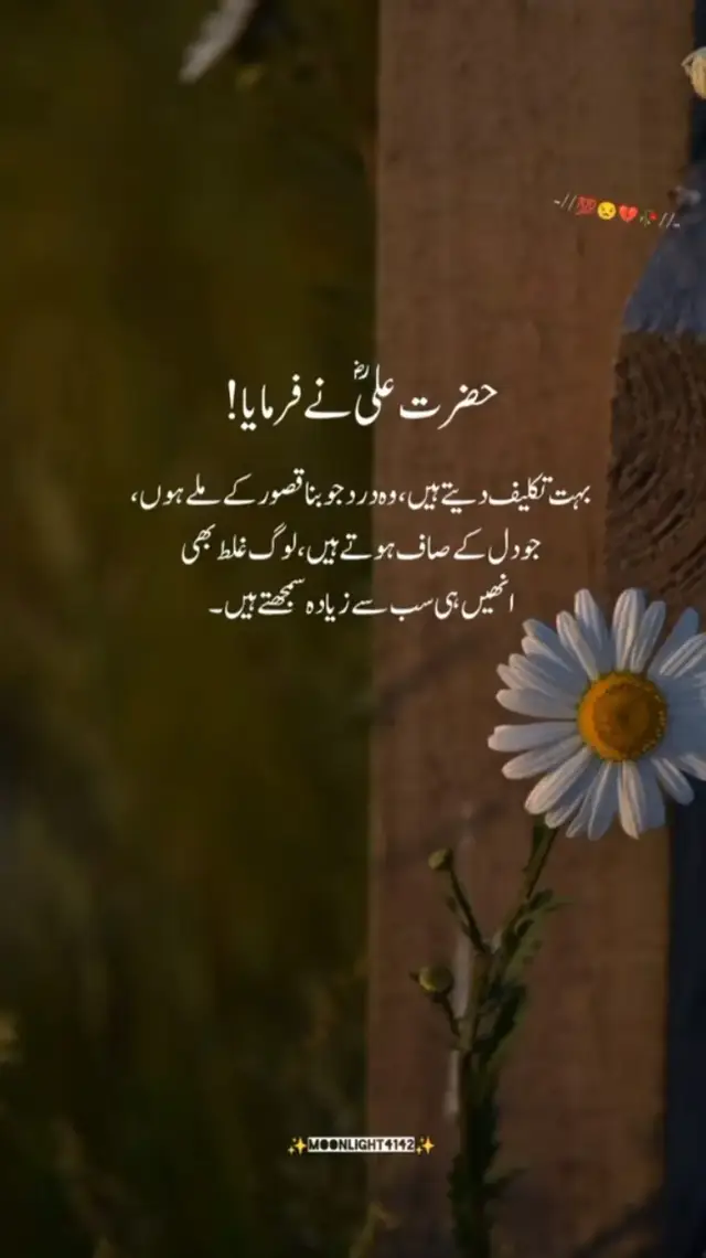 #ziddi kuri ❤️‍🩹