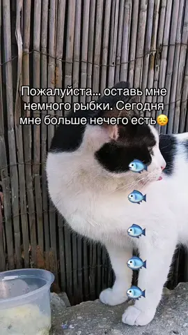 Каждый день мы стараемся сделать так, чтобы наши хвостики были сыты. Сегодня нам особенно нужна ваша помощь, чтобы наполнить их миски💔 #котенок #помощь #приют #котята #котики 