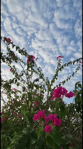مساء النور والسرور متابعيني  #اكسبلورexplore❥🕊 