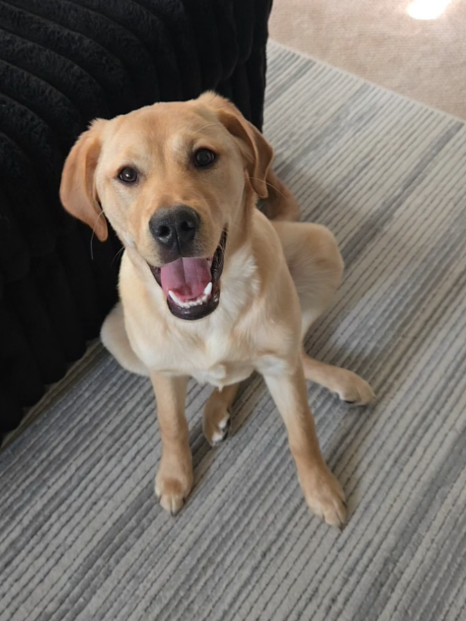 Our house, our rules. Sadie says it's Labrador Day Weekend! 🤷‍♀️🎉 #labrador #labradorretriever #laborday #goldador #puppy 