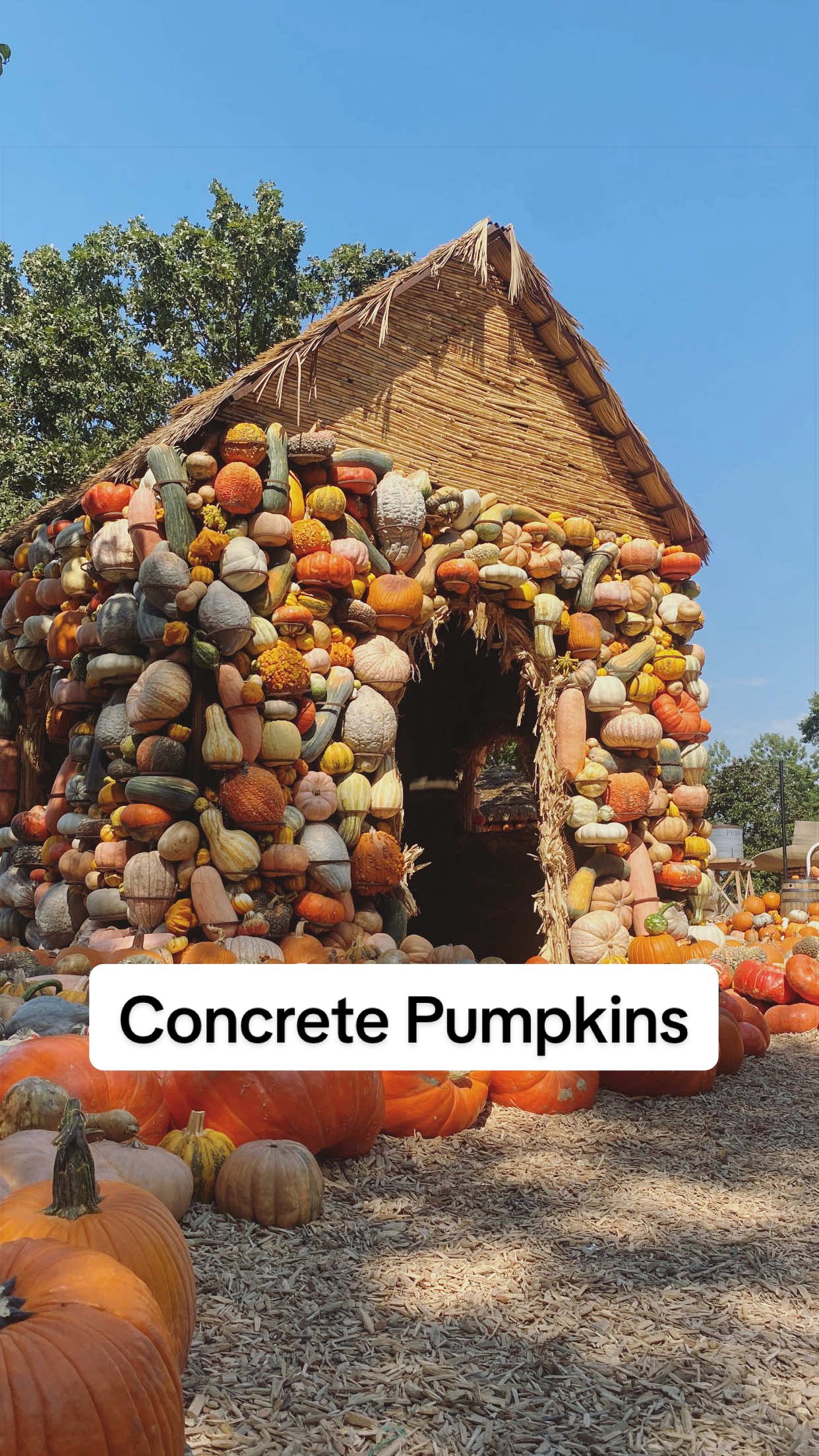 Concrete Pumpkins 🎃  #falldecorideas #falldecor #decoratingforfall #falldecorations #fall