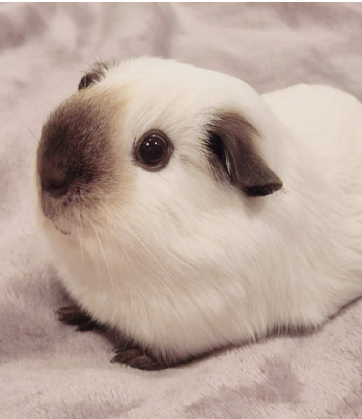guinea 😢😢😢 pig 😢😢😢 ily 😢😢😢 #guineapig#cute#fyp #capcute #rickyrickyyoyo 