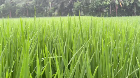 শীতের আগমুহূর্তের সৌন্দর্য মনটাকে  শীতল করে দিচ্ছে 🥰🌸🏞️ #vairal #foryou #foryoupage #fyp #natural 