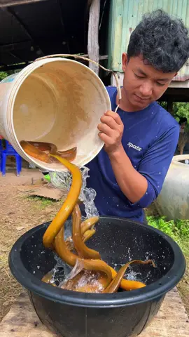 How to cook delicious eel#tiktokfood #foodtiktok 