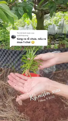 #kỷ niệm xưa giâm cành #giamcanh #kichremaivanga01 