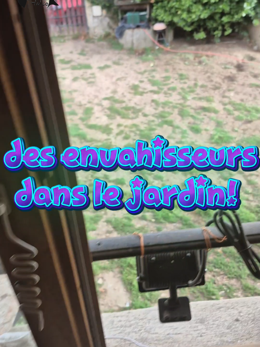 avoir ses chevaux à la maison peut avoir ce genre de conséquences 🤣 en vrai un rien de grave juste bcp de bazar à ramasser et 3m de clôture à refaire, pas de bobos à signaler. #legrandfalco #chevauxpassion #jument #poulain #equestrian 