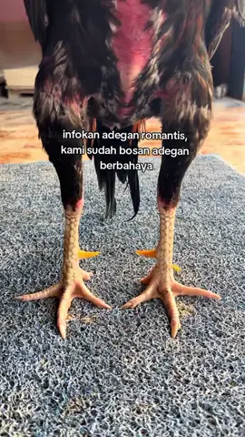 #katakata #hobiayam #peternakmuda #duniaayam #ayam 