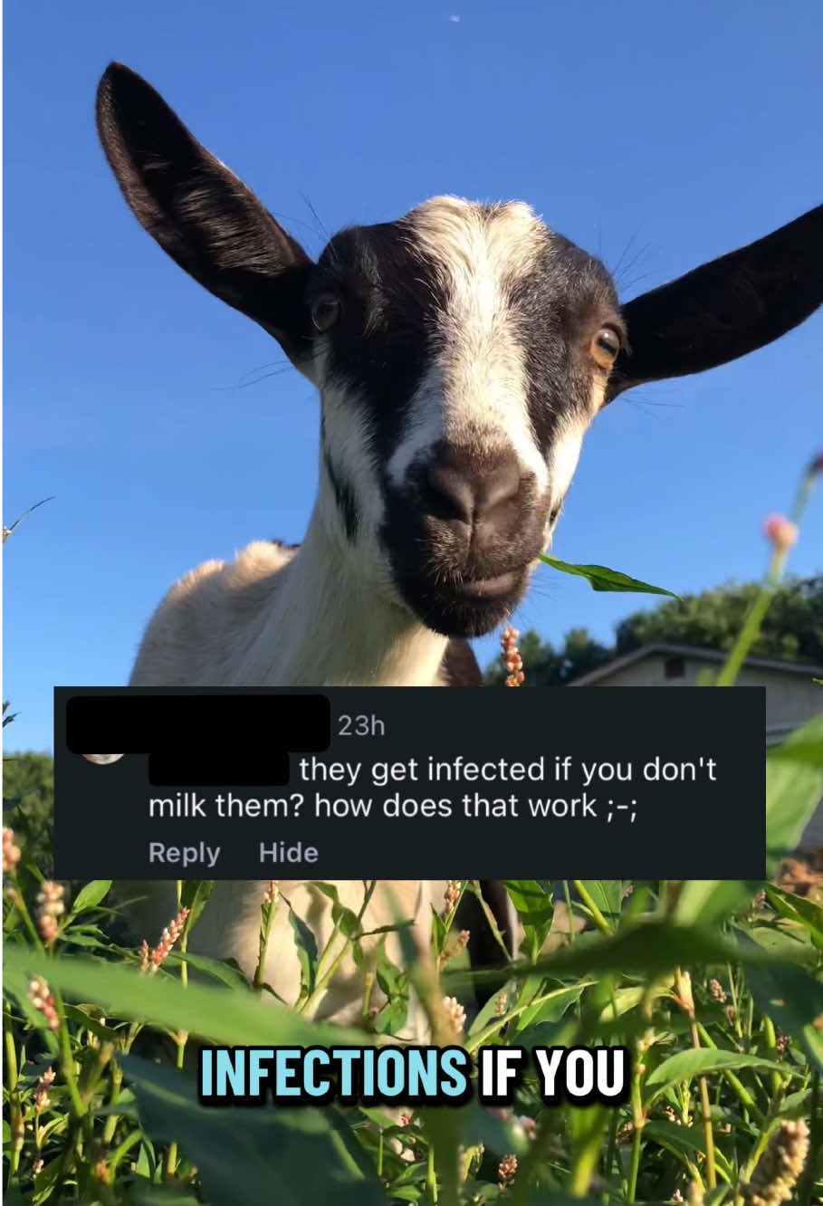 Dairy animals have to be taken care of in a very specific way in order to stay healthy. And, udder management is a big part of that! Fully removing the milk from the udder on a sufficient milking schedule and utilizing sanitizing teat dips are the biggest defense against debilitating mammary infections, like mastitis 🐐 #dairygoats #dairyfarm #goatmilk #homestead #farm 
