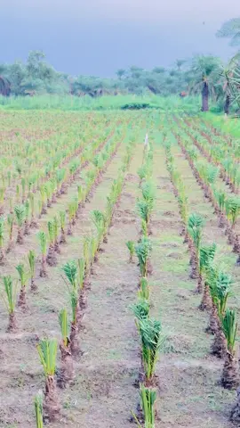 #foryou #datefarming 