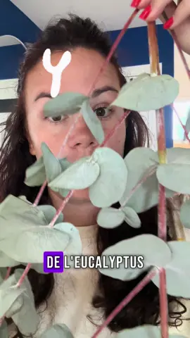 🇫🇷 Astuce trouvée chez @cleanbymarouane et je suis conquise ✨ J’ai suspendu de l’eucalyptus dans ma douche : la vapeur chaude libère son parfum et c’est un vrai bol d’air pour les bronches. Simple, naturel, et ça sent divinement bon 🌿 🇺🇸 Tip I found on insta and I’m obsessed ✨ I hung eucalyptus in my shower — the hot steam releases its scent and it’s amazing for your lungs. Simple, natural, and it smells incredible #learnfrench #campagne #astucemaison #eucalyptus #viealaferme