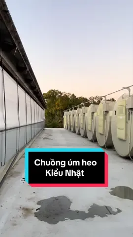 Mô hình tiết kiệm chi phí chuồng úm heo Nhật Bản. #anhfarmer #chuongumheonhatban #channuoiheonhatban #channuoitietkiem #ecoton 
