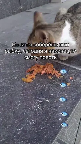 Для кого-то это просто рыбка на экране. Для наших хвостиков, еда в миске сегодня. Сегодня у нас совсем мало корма. Если собрать всю рыбку, её хватит на ещё один день для наших малышей. Мы просто хотим, чтобы сегодня никто не остался голодным. #котенок #помощь #приют #котята #котики 