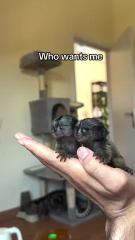#MarmosetMonkey #Trending #PetLovers 