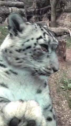 me core || #animals #snowleopard #exotic #cute #meme 