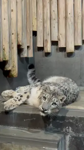 I am trying to bless EVERYONE with Sneps for Sneptember  #fyp #snowleopard #snep 