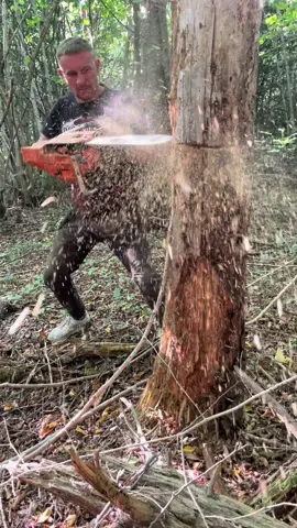 🌲🪓 Baumfällung mit dem Keil wie ein Profi! 😎🔥 Ein präziser Schnitt, ein paar kräftige Schläge – und der Baum fällt genau wie geplant. 💪🌲 Profi oder einfach nur Glück? 😄👇 #Baumfällen #Fällkeil #Profi #Motorsäge #Forst     
