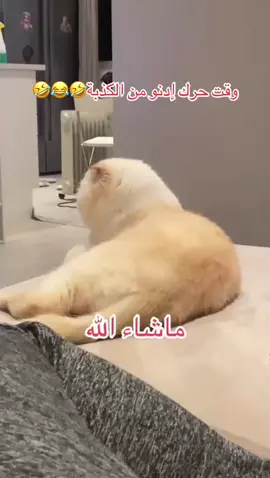 #marius #Ibra_cats #viral #cute #comedia 