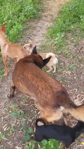 #foryou #foryoupage #doglover  #dog #dogsoftiktok 