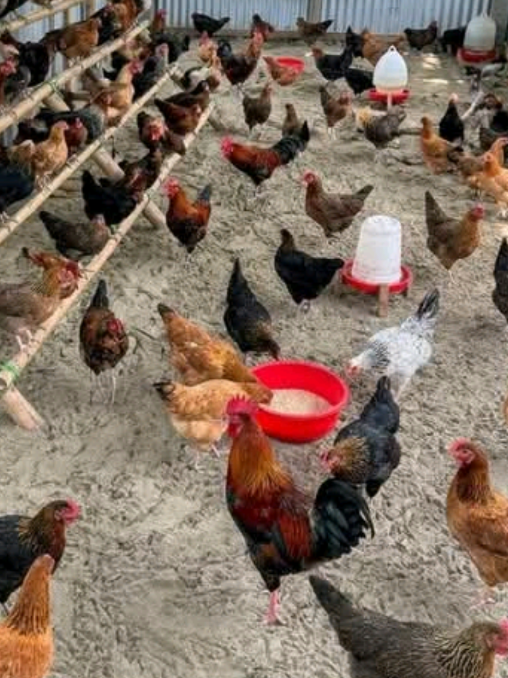 Chicken Business  Kajin (Maja) na saidawa Maza da Mata Duk wanda yakeda bukata zai iya tura mana da DM wannan kajin basuda tsada kuma duk wanda ya siya zaiji dadinsu da yardan Allah, muna turawa duk inda mutum yake saboda haka karku bari a baku labari #ChickenBusiness #chicken #foryou #agriculture #poultryfarming 
