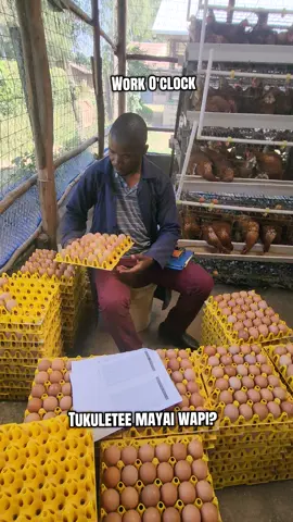 Harvesting & grading eggs #farmingtips #farmsteadafrica #farmlife #poultryfarming #farmtok 
