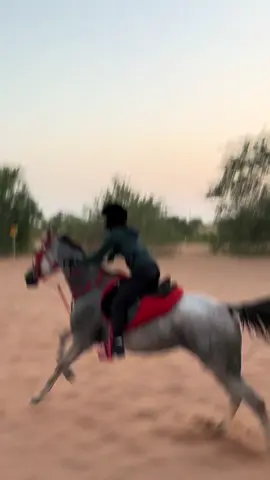 #fyp #خيل_وخياله🐎 #قدرة_التحمل #shj #foryou 
