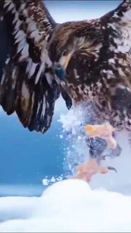 #egale🦅 #poshto_poetry #fypシ゚viral🖤tiktok🦅 #fypシ゚viral🖤tiktok #vral_video_tiktok 🦅