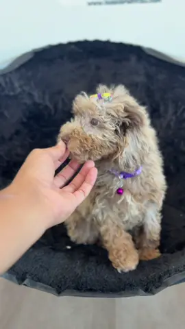 Chocolate Merle 💕💗 #minibernedoodle 