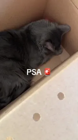 Fostering this baby, broke my heart when he just layed there…💔 #adoptdontshop #fostering #fypツ #adoption #animalrights 