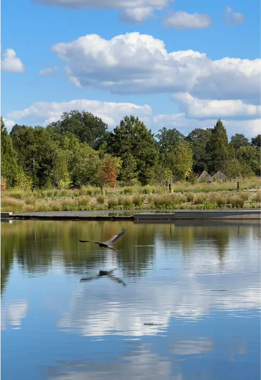 Spotted at Wick Lake: our resident Great Blue Heron, gliding low over the water! 🐦👀 As North America’s largest heron, this bird is built for stillness, at home in calm, fresh water and slow-moving rivers. Wick Lake is not just a pretty backdrop. This revitalized habitat manages stormwater and supplies the water we need to care for our plants. 🌱 Learn more at https://www.lewisginter.org/visit/gardens-f/  #heron #birdtok #naturetherapy #dmvtiktok #naturevibes 