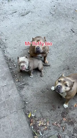#dogsoftiktok #probiotics #tiktokshop 