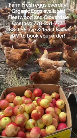 #FarmFreshEggs #organiceggs🥚 #fleetwood #cloverdale #surrey 