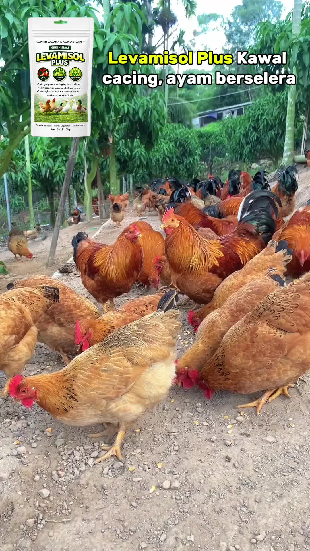 Kawal cacing, ayam lebih aktif & berselera! 🐔🌿

 #UbatCacingAyam #AyamKampung #farmpro #fyp #trending #ayam #virall #tiktokmademebuyit